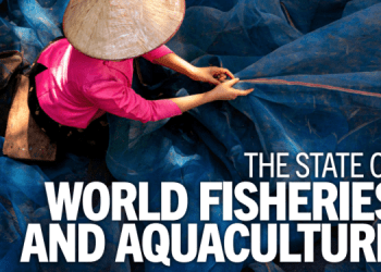 Dalla FAO il report "Lo stato della pesca e dell’acquacoltura nel mondo"