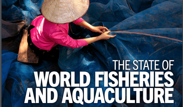 Dalla FAO il report "Lo stato della pesca e dell’acquacoltura nel mondo"