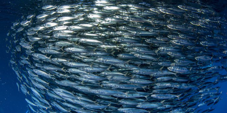 AZTI sviluppa un metodo genetico per facilitare un approccio ecosistemico alla gestione della pesca