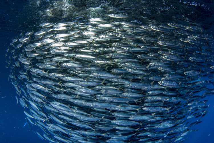 AZTI sviluppa un metodo genetico per facilitare un approccio ecosistemico alla gestione della pesca