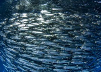 AZTI sviluppa un metodo genetico per facilitare un approccio ecosistemico alla gestione della pesca