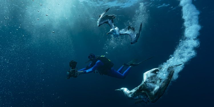 Immergiti nella "Grande Migrazione della Vita" per comprendere meglio lo stato degli oceani