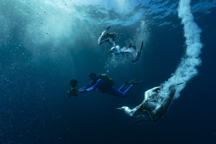 Immergiti nella "Grande Migrazione della Vita" per comprendere meglio lo stato degli oceani