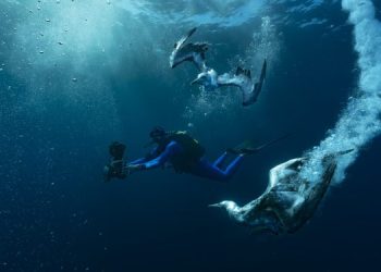 Immergiti nella "Grande Migrazione della Vita" per comprendere meglio lo stato degli oceani