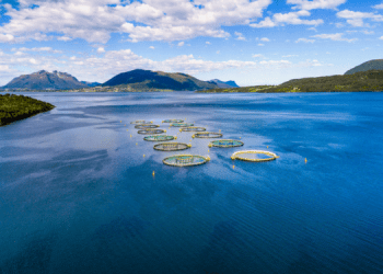 Acquacoltura. Migliora la domanda e si normalizzano i costi