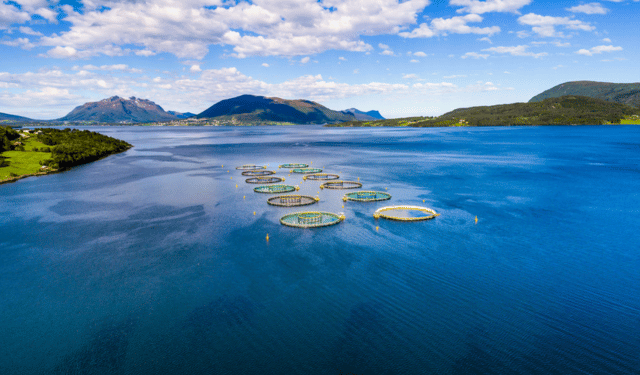 Acquacoltura. Migliora la domanda e si normalizzano i costi