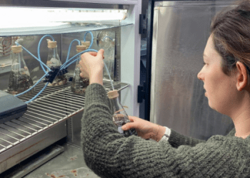 Allevamento sostenibile di gamberi, alghe e ostriche