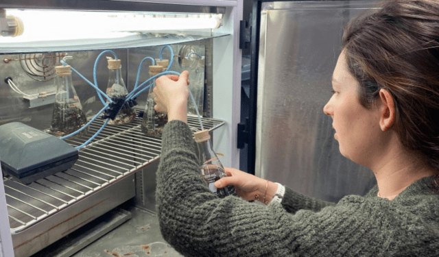 Allevamento sostenibile di gamberi, alghe e ostriche