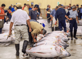 Aumento del 50% delle quote tonno pinna blu per il Giappone