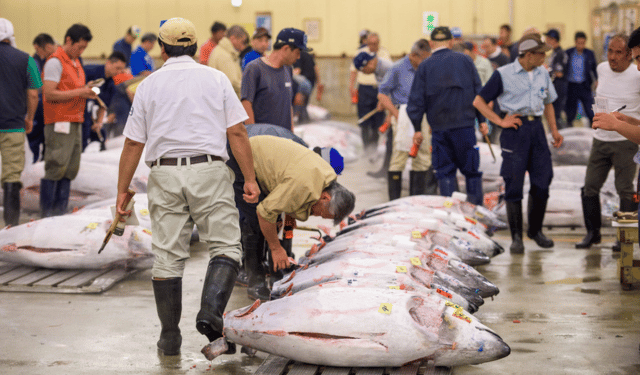 Aumento del 50% delle quote tonno pinna blu per il Giappone