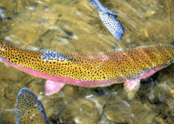 Circular Rainbow, al via un progetto italo-sloveno sulla troticoltura circolare