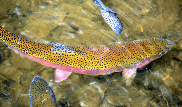 Circular Rainbow, al via un progetto italo-sloveno sulla troticoltura circolare