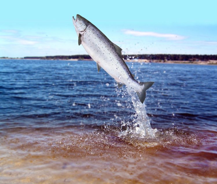 Il Salmone tra storia, gusto e tecniche di lavorazione