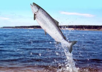 Il Salmone tra storia, gusto e tecniche di lavorazione