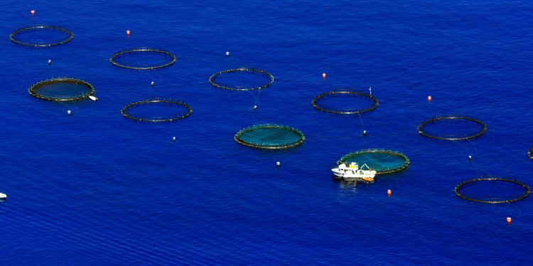 Per AAC serve riforma della politica dell’acquacoltura in UE