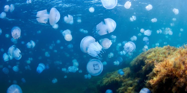 I bloom di meduse e gli impatti sugli ecosistemi marini