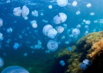 I bloom di meduse e gli impatti sugli ecosistemi marini