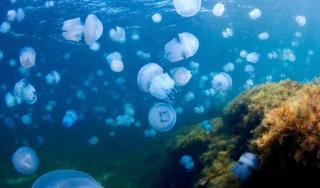 I bloom di meduse e gli impatti sugli ecosistemi marini