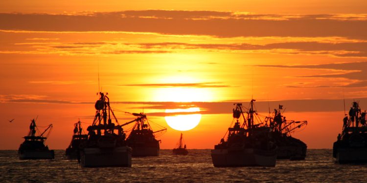 La pesca dell'acciuga in Perù e il suo Impatto sul mercato italiano