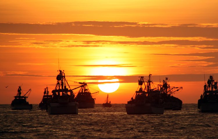 La pesca dell'acciuga in Perù e il suo Impatto sul mercato italiano