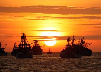 La pesca dell'acciuga in Perù e il suo Impatto sul mercato italiano