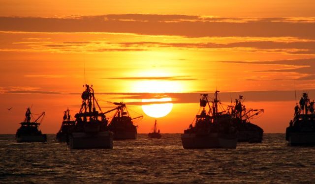 La pesca dell'acciuga in Perù e il suo Impatto sul mercato italiano