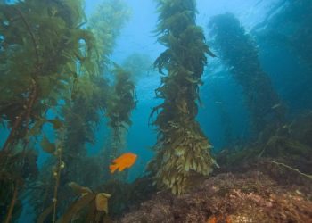 Foreste di Alghe: una soluzione al cambiamento climatico