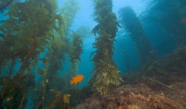 Foreste di Alghe: una soluzione al cambiamento climatico