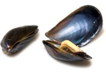 Contaminazione da fibra di vetro in ostriche e cozze