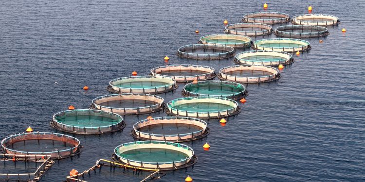 Sinergia del Mar Nero, l'acquacoltura contrubuisce alla sicurezza alimentare