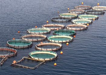 Sinergia del Mar Nero, l'acquacoltura contrubuisce alla sicurezza alimentare