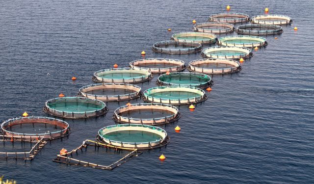 Sinergia del Mar Nero, l'acquacoltura contrubuisce alla sicurezza alimentare