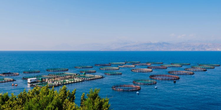 Sfide e opportunità per l'acquacoltura nell'UE