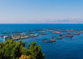 Sfide e opportunità per l'acquacoltura nell'UE