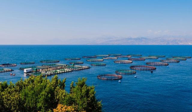 Sfide e opportunità per l'acquacoltura nell'UE