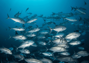 Il cambiamento climatico e l'impatto sulle risorse ittiche