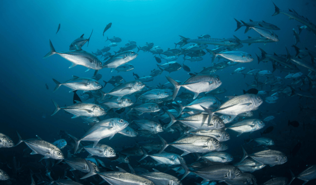 Il cambiamento climatico e l'impatto sulle risorse ittiche