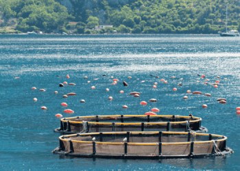 Il futuro dell'acquacoltura secondo UK Agri-Tech Centre