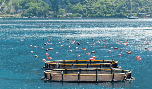 Il futuro dell'acquacoltura secondo UK Agri-Tech Centre