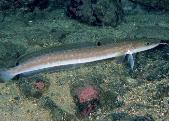 Molva: una ricchezza del Mare del Nord