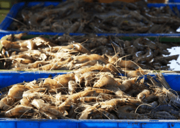 Nuovo record per esportazione di gamberi dall'Ecuador