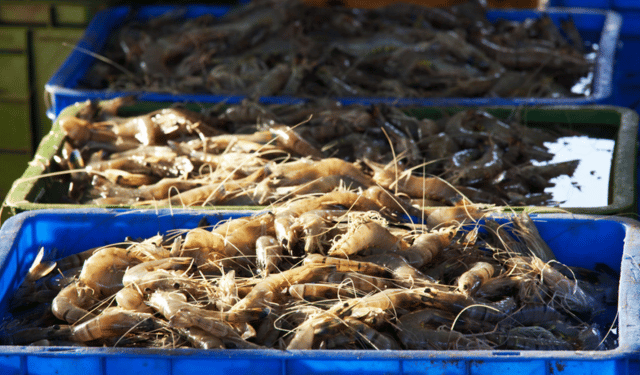 Nuovo record per esportazione di gamberi dall'Ecuador