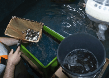 Programma di sviluppo acquacoltura su piccola scala nel Sud-Est del Mediterraneo