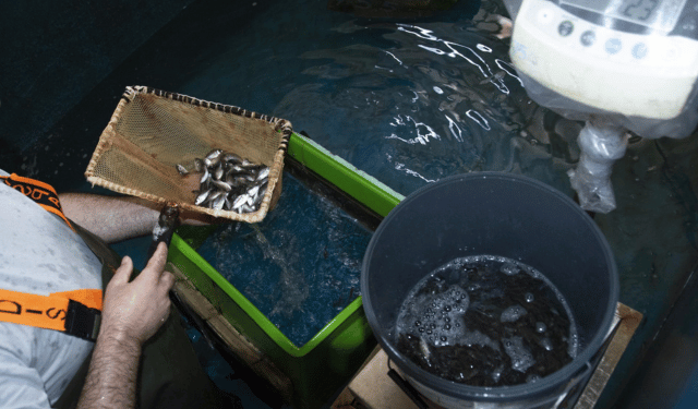 Programma di sviluppo acquacoltura su piccola scala nel Sud-Est del Mediterraneo