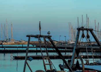 Recupero degli stock ittici nel Mediterraneo: risultati positivi del piano di gestione