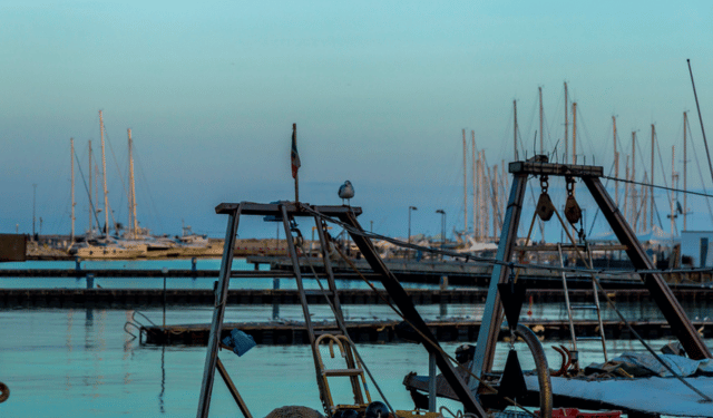 Recupero degli stock ittici nel Mediterraneo: risultati positivi del piano di gestione