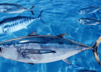 Report ISSF sulla sostenibilità degli stock di tonno secondo i criteri MSC