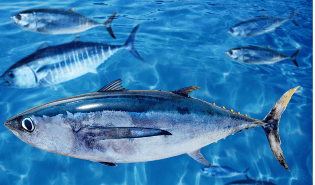 Report ISSF sulla sostenibilità degli stock di tonno secondo i criteri MSC