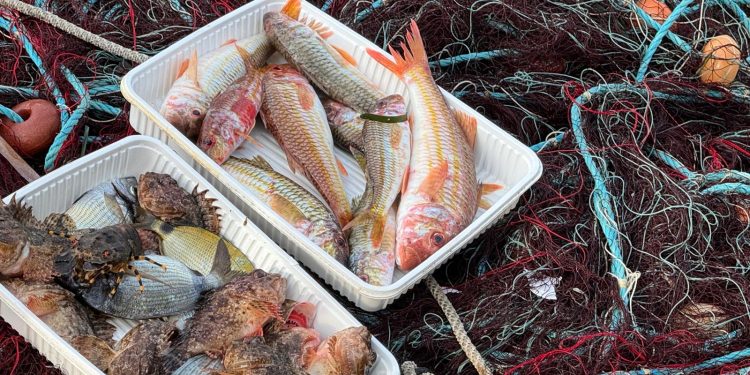 Allarme WWF per le risorse ittiche in vista del Fish Dependence Day