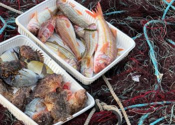 Allarme WWF per le risorse ittiche in vista del Fish Dependence Day